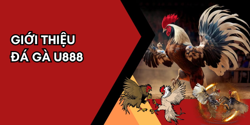 Giới thiệu sân chơi đá gà U888